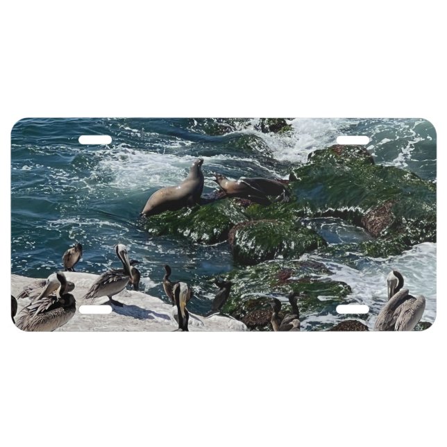 Seals and Birds License Plate (Front)