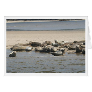 Seals Cards