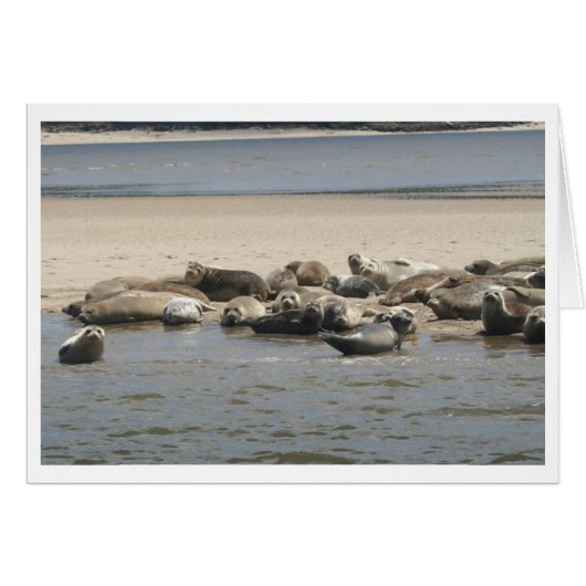 Seals Cards (Front Horizontal)