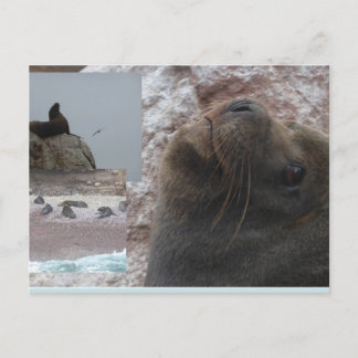 Seals Close up Peru Collage DIY Postcard