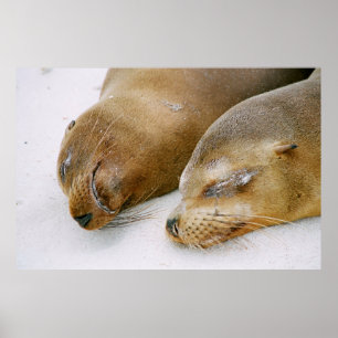 SEALS ENJOYING THE SUNSHINE AND EACH OTHER ON THE POSTER