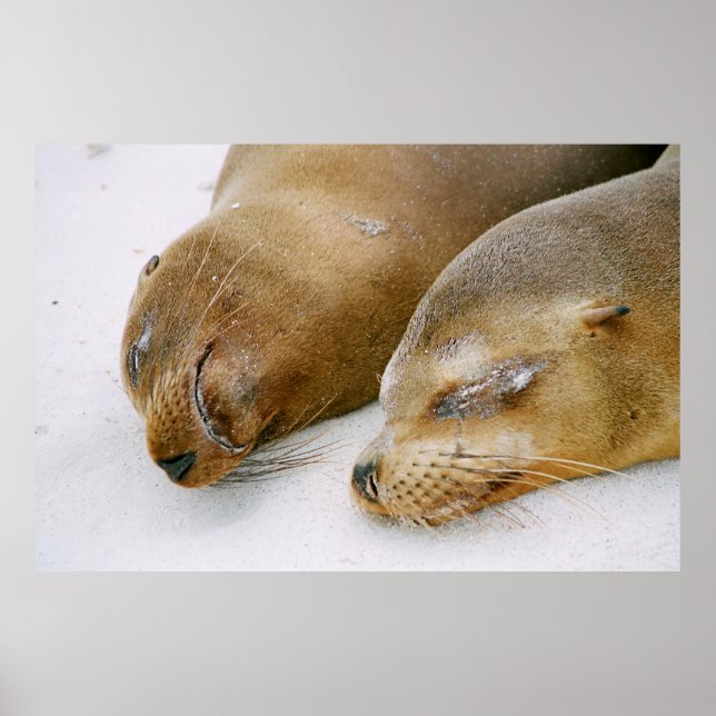 SEALS ENJOYING THE SUNSHINE AND EACH OTHER ON THE  POSTER (Front)