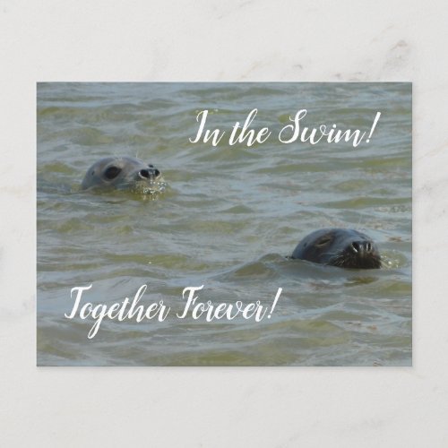 Seals In the Swim Postcard
