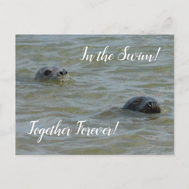 Seals In the Swim Postcard (Front)
