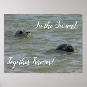 Seals In the Swim Poster