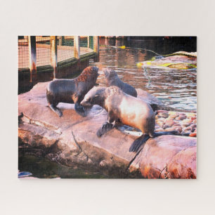Seals Jigsaw Puzzle
