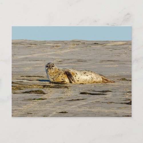 Seals on the beach postcard