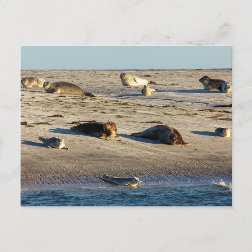 Seals on the beach postcard