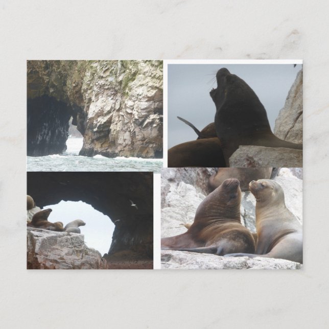 Seals Peru Collage DIY Postcard (Front)