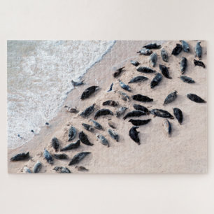 Seals resting on the shore, Jigsaw Puzzle