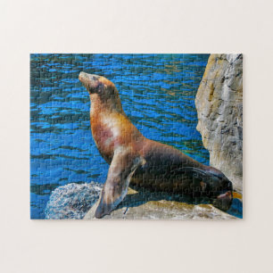 Seals Robben Island Florida. Jigsaw Puzzle