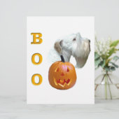 Sealyham Terrier Boo (Standing Front)