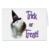 Sealyham Terrier Trick (Front Horizontal)