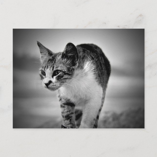 searching cat postcard (Front)