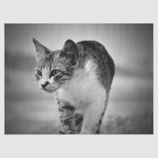 searching cat tissue paper (Front)