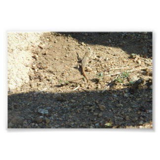 Searching For Dream Time Photo Print