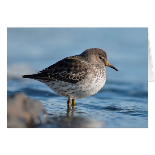 Searching Rock Sandpiper Cards (Front Horizontal)