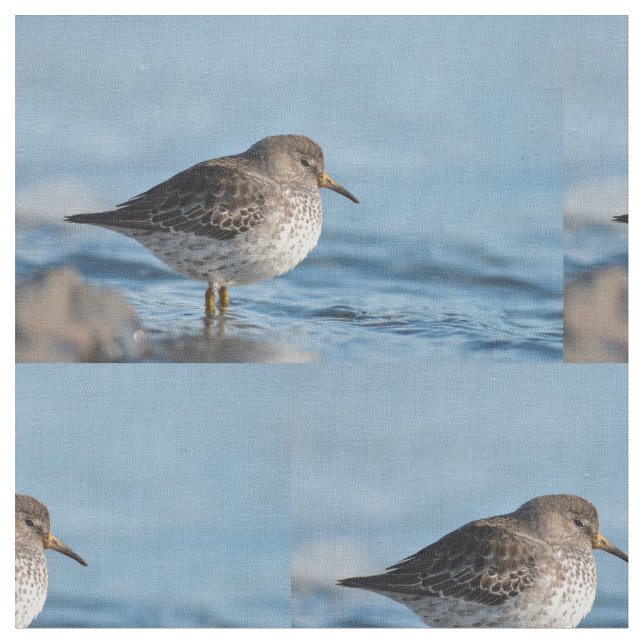 Searching Rock Sandpiper Fabric (Close Up)
