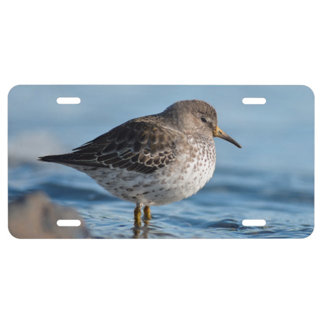 Searching Rock Sandpiper License Plate (Front)