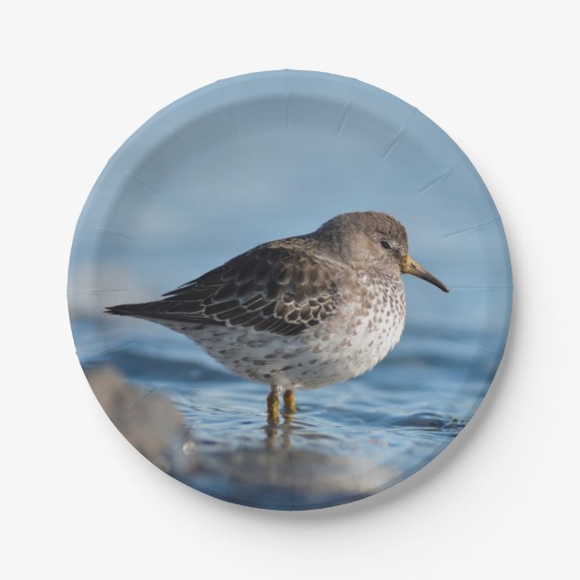Searching Rock Sandpiper Paper Plates (Front)