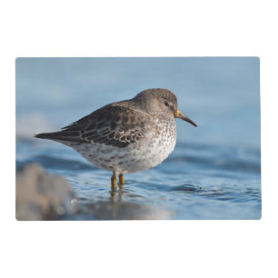 Searching Rock Sandpiper Placemat
