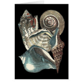 Seashell Anthology (Front)