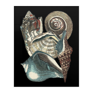 Seashell Anthology Acrylic Print