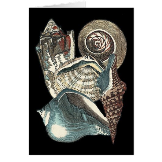 Seashell Anthology Cards (Front)
