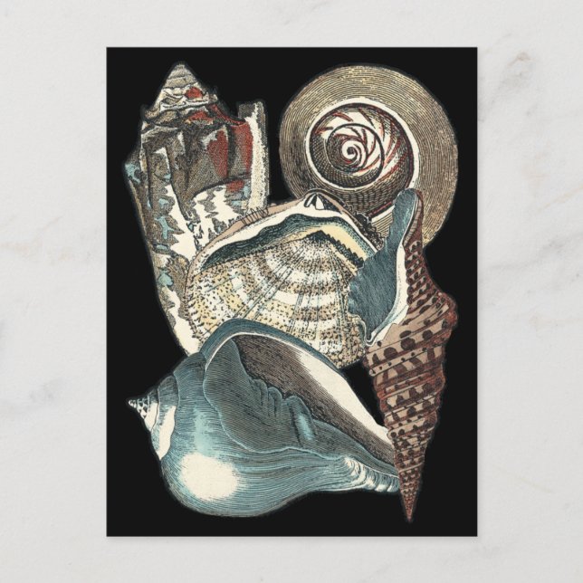Seashell Anthology Postcard (Front)