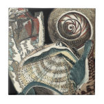 Seashell Anthology Tile