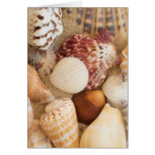 Seashell Arrangement (Front)