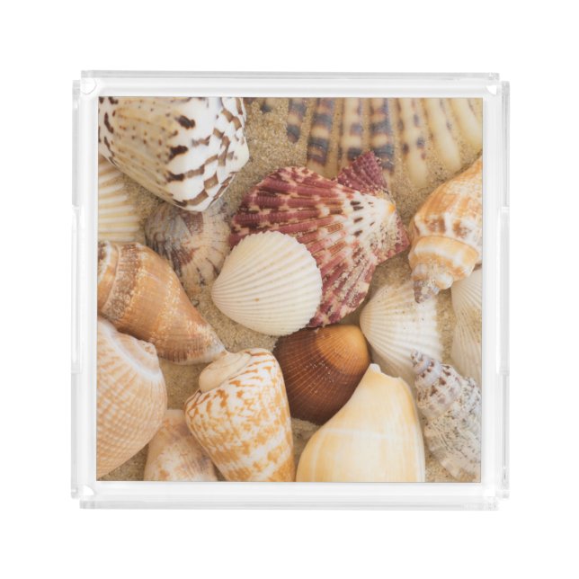 Seashell Arrangement Acrylic Tray (Front)