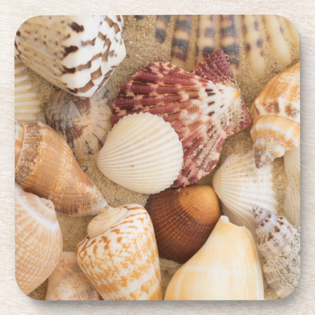 Seashell Arrangement Beverage Coaster (Front)