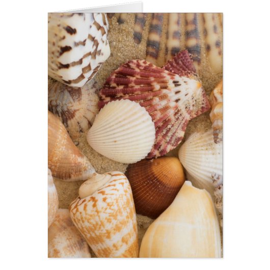 Seashell Arrangement Cards (Front)