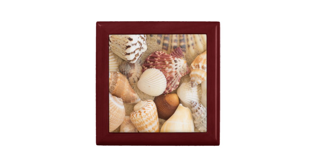 Seashell Arrangement Keepsake Box Zazzle
