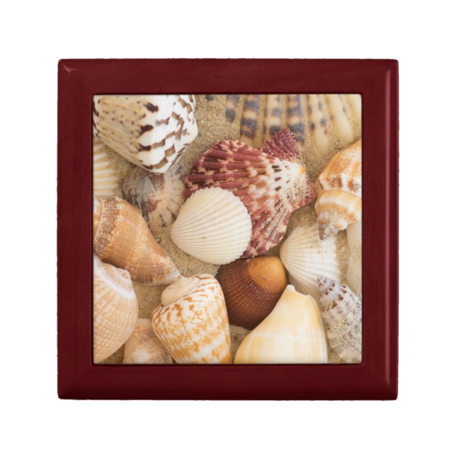 Seashell Arrangement Keepsake Box (Front)