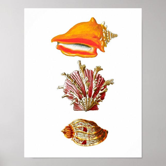 Seashell Art Print no.10 Beach Wall Decor (Front)