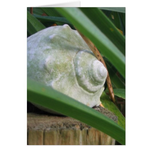 Seashell Cards (Front)