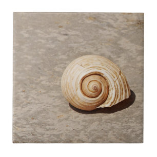 SeaShell Ceramic Tile