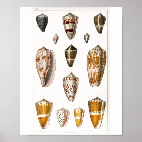  Seashell collection Poster