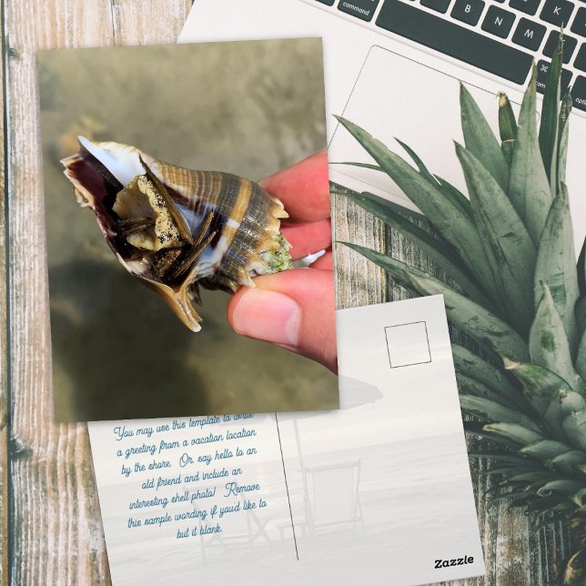 Seashell Crown Conch Living Marine Life Postcard (Creator Uploaded)