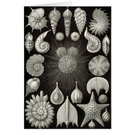Seashell design cards (Front)