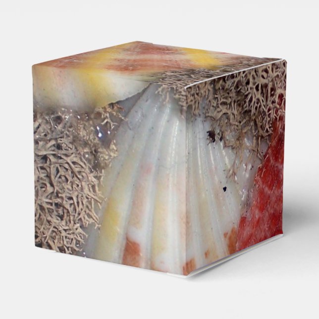 Seashell Favor Boxes (Back Side)