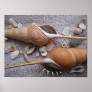 Seashell, Nautical, Beach, Summer, Custom Poster