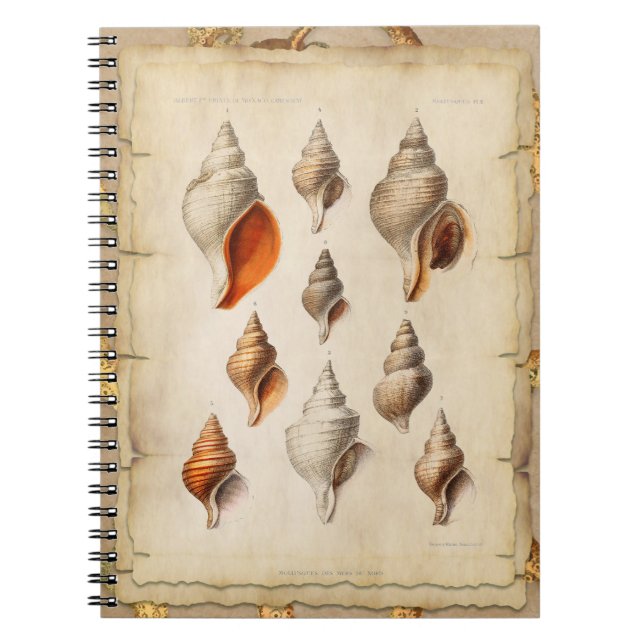 Seashell of the Deep Notebook (Front)