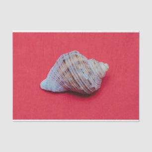 Seashell on a red background tissue paper
