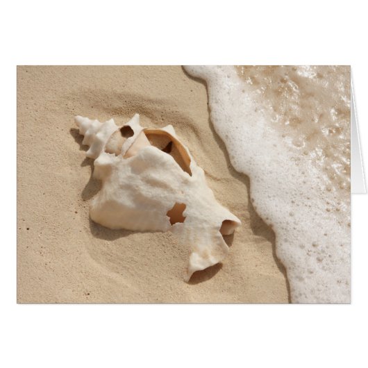 Seashell On Beach | Grand Turk Caribbean Island (Front Horizontal)