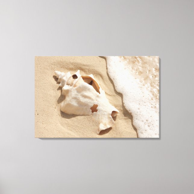 Seashell On Beach | Grand Turk Caribbean Island Canvas Print (Front)