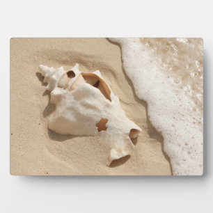 Seashell On Beach   Grand Turk Caribbean Island Plaque