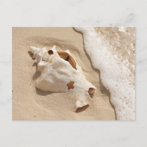 Seashell On Beach  Grand Turk Caribbean Island Postcard